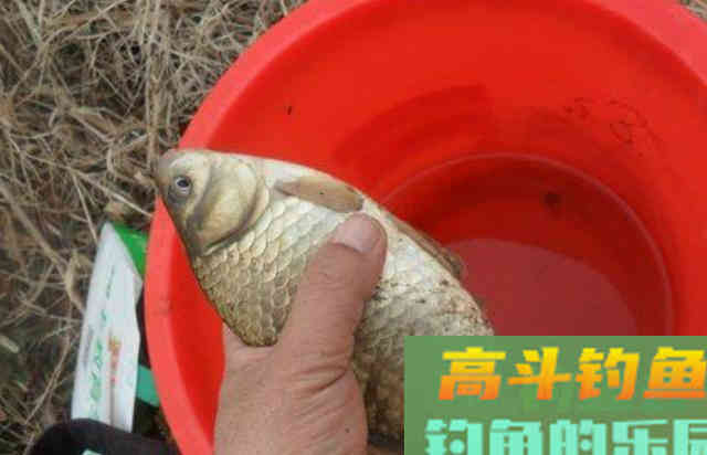 寒冬时期，户外野钓鲫鱼直接选用的4个特效窝料