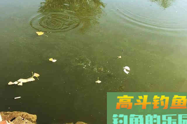 窝内有鱼不开口！是饵料不对路？
