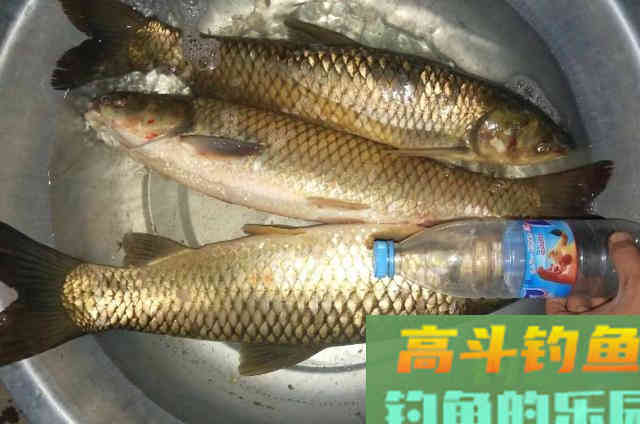 转钓大草鱼的饵料，每次一大盘不够用