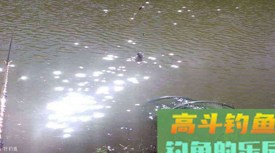 打窝聚鱼慢，其实是方法错了，介绍下我的打窝方法