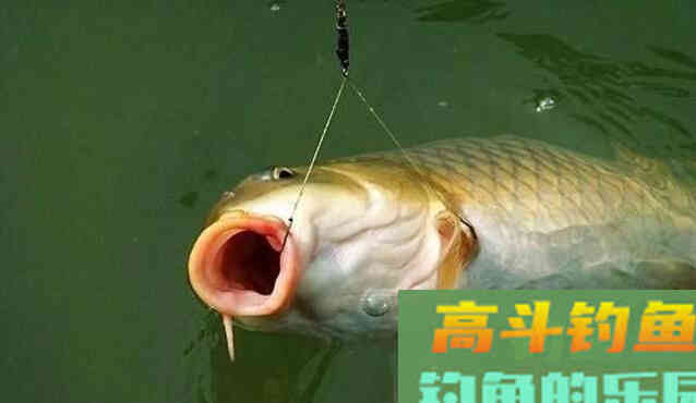 饵料溶散性是什么意思？好钓鱼教你