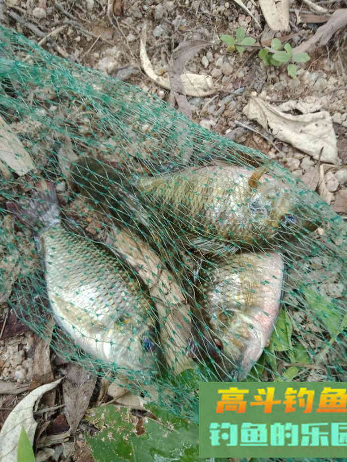 回家顺手试自配草鱼饵，还是七彩非伴随左右