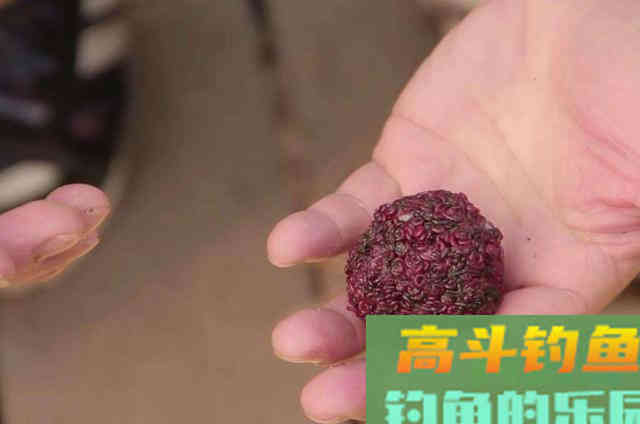 在冬天气温比较低的情况下，请记住的四个开饵技巧