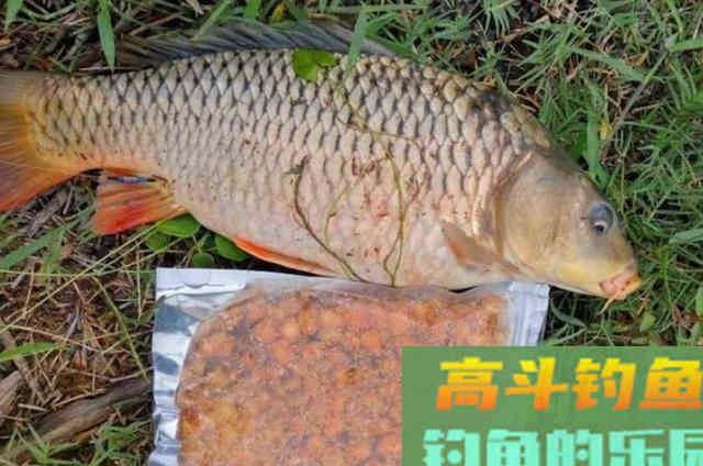 这饵用来对付草鱼鲤鱼，那叫一个狠
