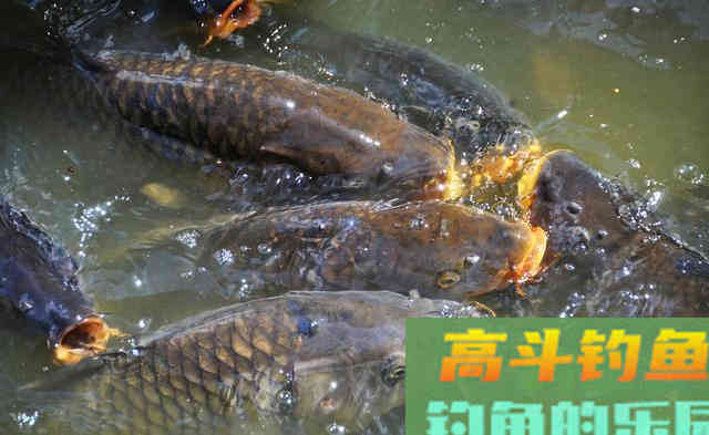 自制黑坑小药不求人，掌握这套配方和做法自制
