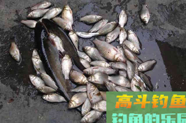 谁说蚯蚓钓鱼过时了！用对了照样爆护，分享4种用法