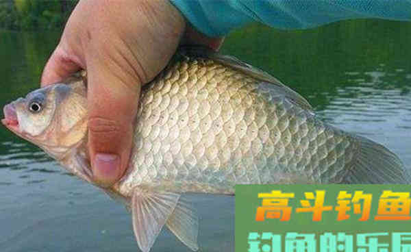 野钓鲫鱼自制饵料汇总，深秋野钓大板鲫正好使用