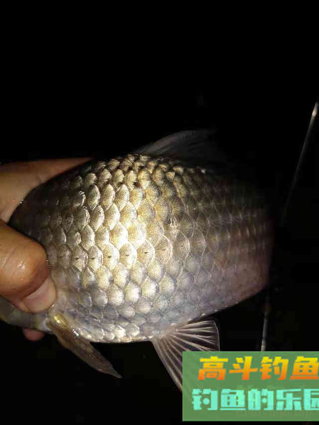 冬天钓鱼这几种添加剂效果好，不用买家里就有