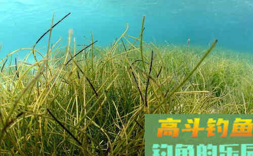 打窝这6种误区，会直接影响钓鱼心情的