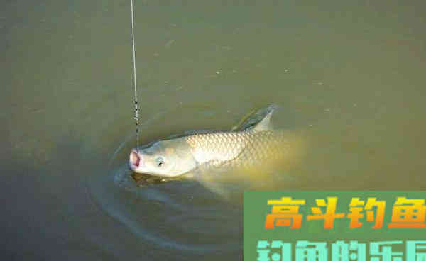 秋季使用这些自制饵料，专门为草鱼和鲤鱼准备