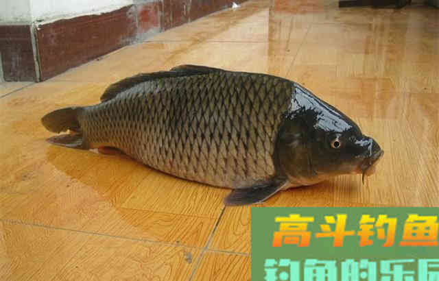 自制玉米饵，打窝钓鱼都能用，鲤鱼草鱼都爱吃