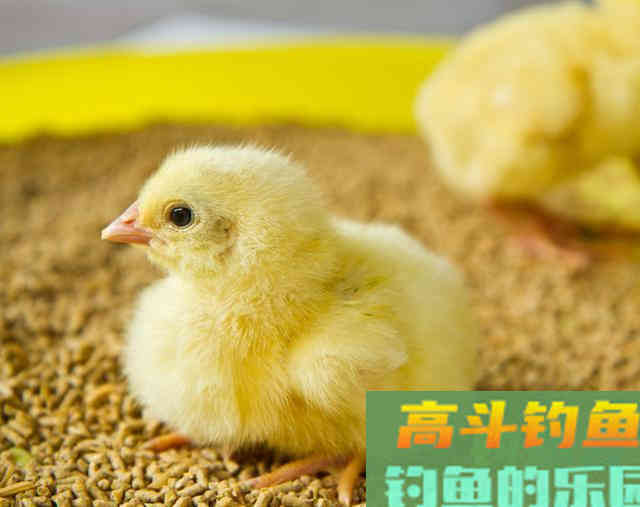 鸡鸭饲料，为什么都是打窝的好东西，原因是这几点