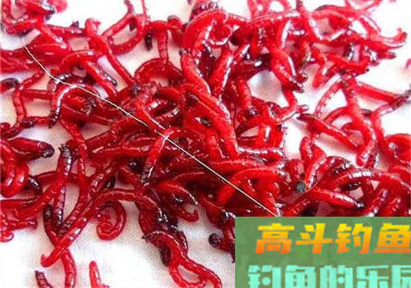 钓鱼红虫保存好，原来有那么多要求，教你更长时间保存
