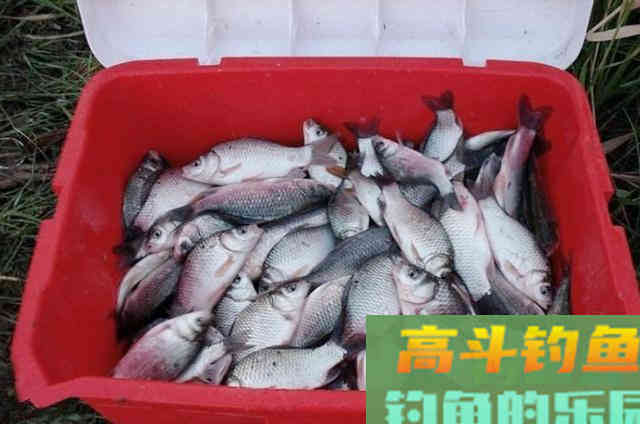 秋季使用蓝鲫饵钓鲫鱼时，添加辅助饵料效果好