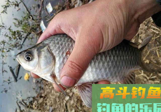 冬季的鲫鱼的钓饵教学，钓获10多斤野生大板鲫鱼
