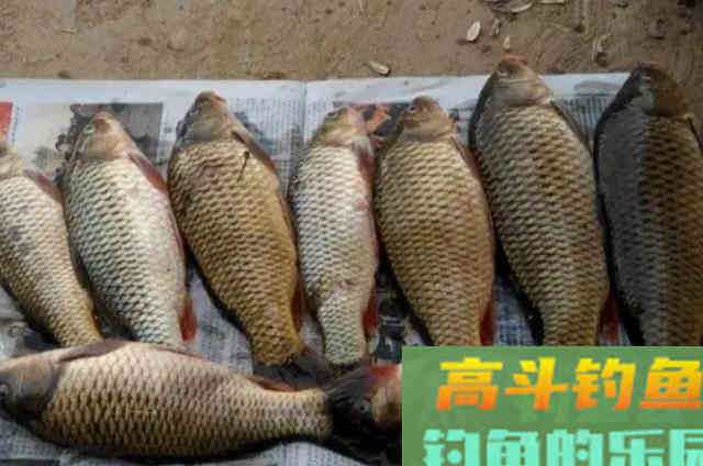 干大物的天然饵，零成本就可以弄到，经济实惠