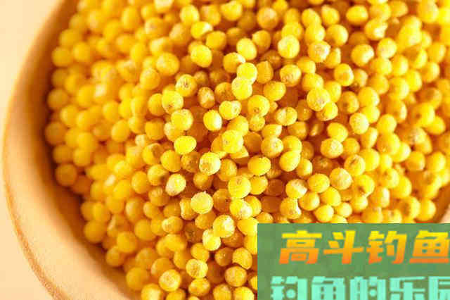 泡制的酒米，鱼根本不吃？通过这几点泡出好酒米