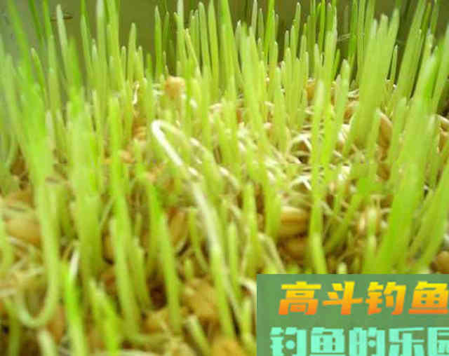老钓手自制四种粮食钓饵，在农村十分常见