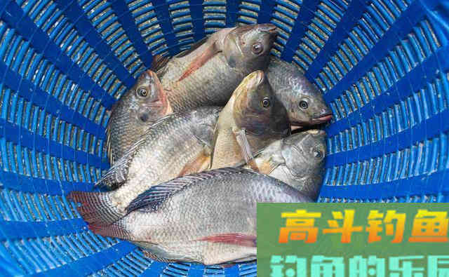 每到钓罗非鱼的季节，我都用这两款自制饵料