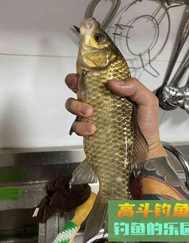 春季钓鲫鱼，蚯蚓作钓实战经验，钓获10多条鲫鱼