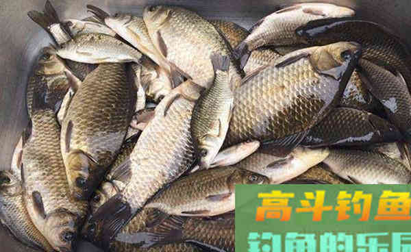 晚秋钓鲫鱼，红虫饵料的4种挂钩方法，助你连竿
