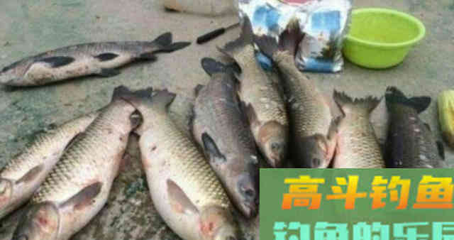 药酒窝料诱鱼，制作配方详细教学，野钓50斤大鱼