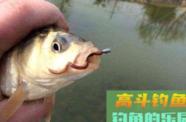 寒冷环境下如何用饵？通过两方面来解析