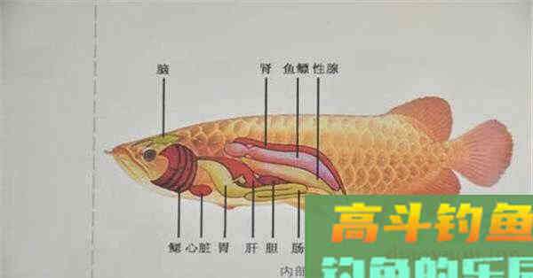 解析钓鱼做窝，窝料的气味、颜色、状态与钓鱼的关系