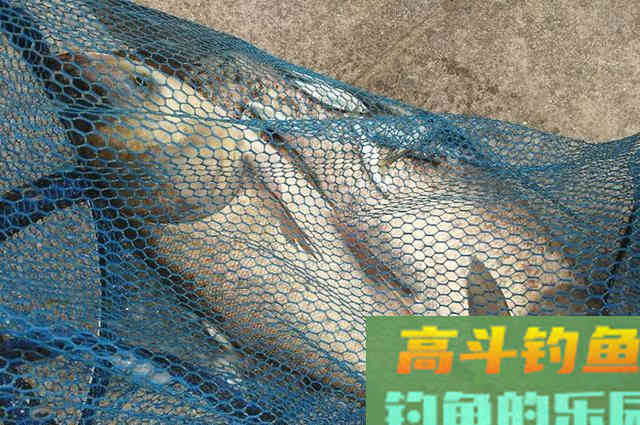 分享几套经典饵料配方，用过的人都说好