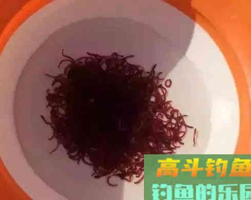 红虫不同场合下做钓饵技巧，用好了隔壁老王都眼红