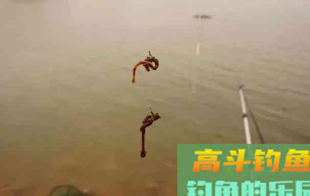 为什么人家挂蚯蚓总能钓到大鲫大鲤，而你只能钓麦穗
