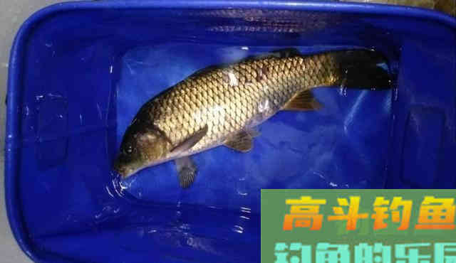 自制鲤鱼窝料，钓获一条8斤的鲤鱼，大板鲫鱼