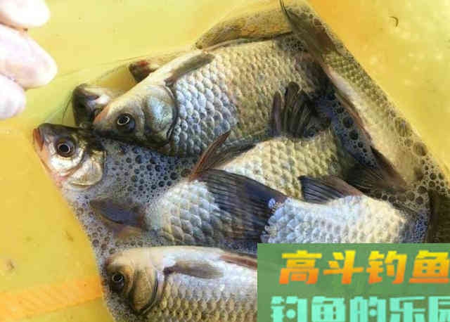 冬天野钓的时候，需要钓友牢牢记住的一些饵料用法