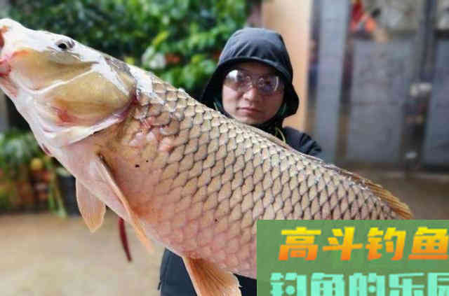 仲秋垂钓鲤鱼，高手总结一些用饵规律与技巧