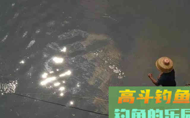 6种诱鱼+8种打窝，玩爆钓鱼