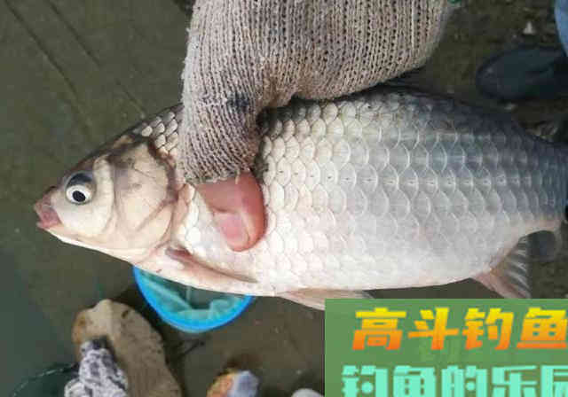 春季钓鲫鱼，蚯蚓作钓实战经验，钓获10多条鲫鱼