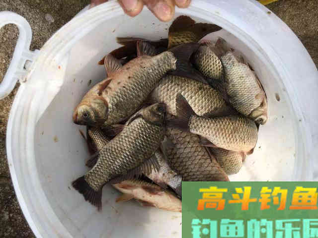 野钓环境下自制散炮，不但避小鱼，还专诱大鲫鱼