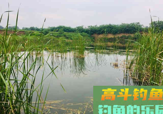 防止杂鱼闹的饵料，只要一块钱，能钓各种鱼