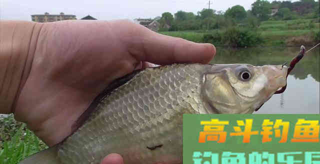 生长在地表的蚯蚓，为何让水里的鱼类都喜欢