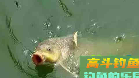 秋钓鲤鱼饵料秘方，钓一次渔获猛增好几倍