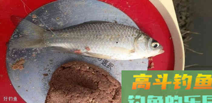 三分钓技，七分饵料，钓鱼掌握这两点通杀