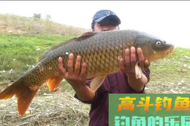 天气一热，不料这诱饵窝料特管用，百试百灵