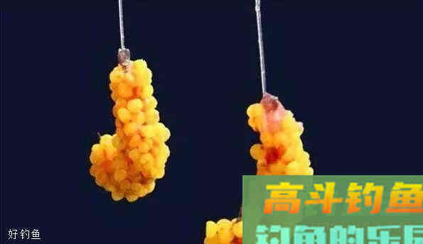 商品饵里加点它们，鲫鱼鲤鱼抢着来咬钩