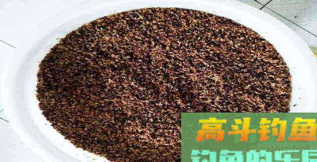 豆芽麦粒加这些做窝料，湖库钓鱼必备