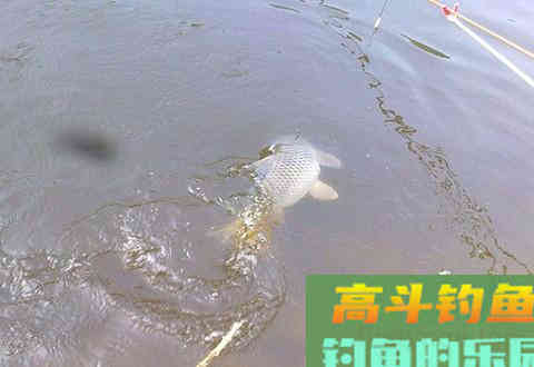 打窝聚鱼慢，其实是方法错了，介绍下我的打窝方法