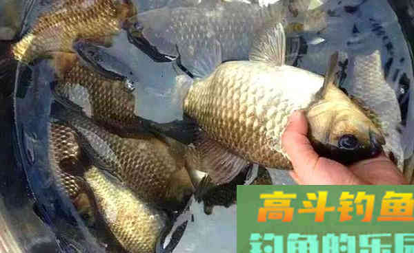 秋钓大板鲫，钓鱼老大爷最喜欢用这些饵料