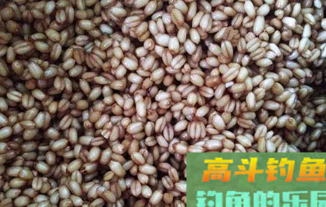 手把手教你腌制小麦饵，鲫鱼鲤鱼都爱吃
