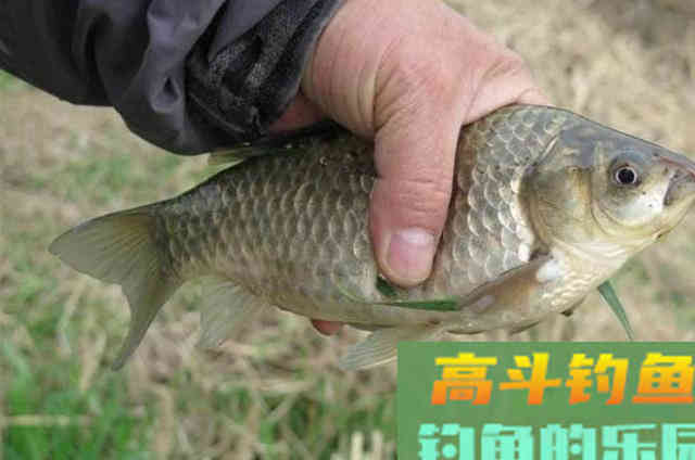 天气变冷后，野钓鲫鱼可以使用的一些诱饵窝料