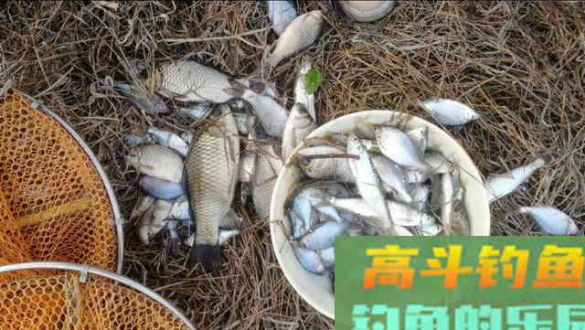 减淡饵料味型避小鱼，那你就错了