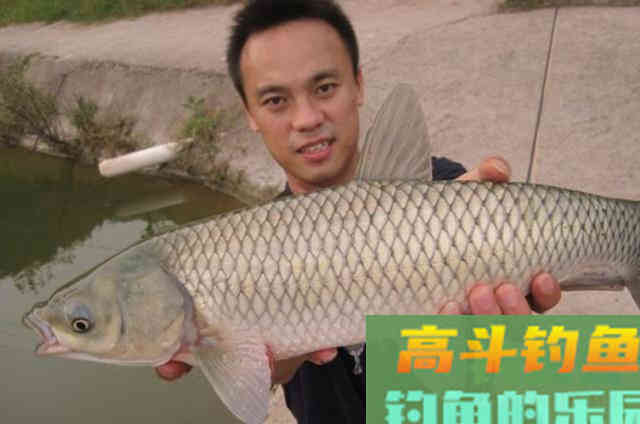 转钓大草鱼的饵料，每次一大盘不够用